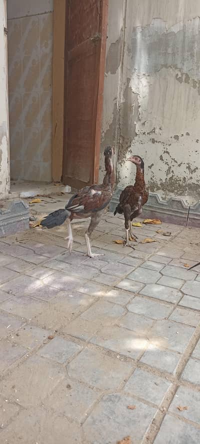 Aseel Murga and Murgi with. Chicks