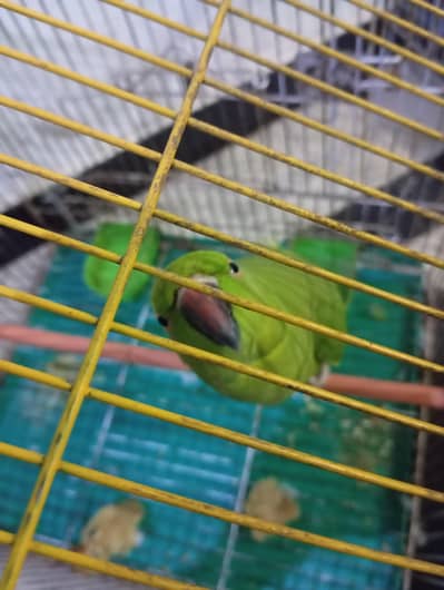 talking parrot