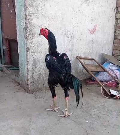 pure veitnam black aseel rooster for sale