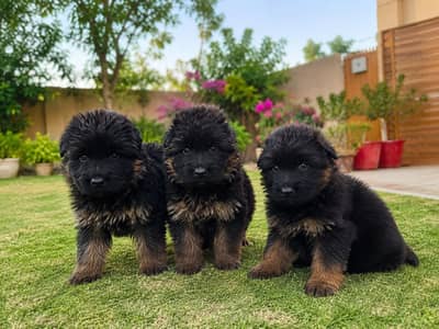 German Shepherd (Long Coat) Black & Tan Puppies Available