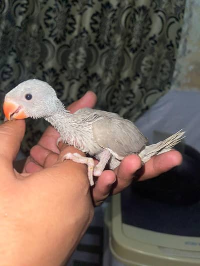 gray cover chick