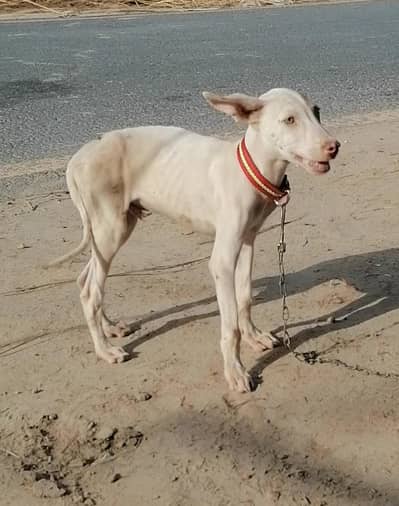 gultair male  puppy