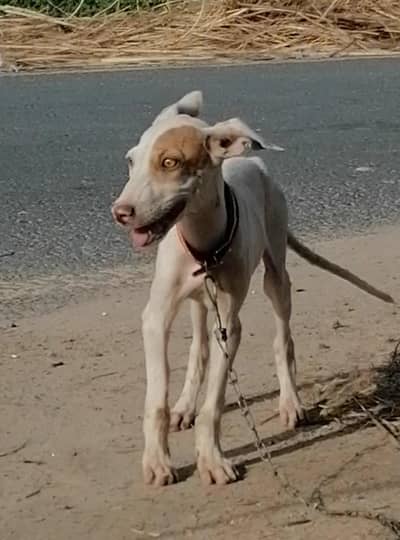 gultair male  puppy