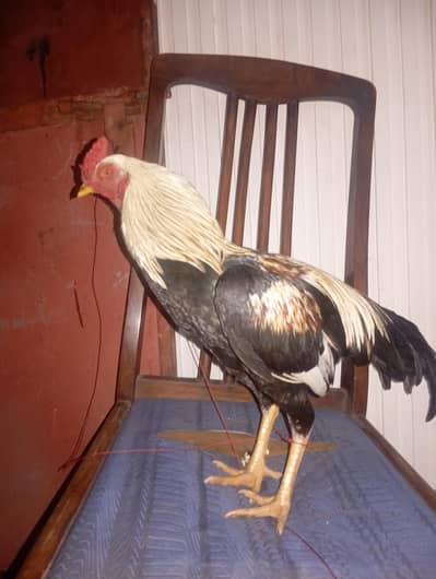 aseel murga