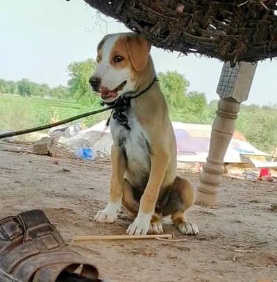 bully gultair male puppy