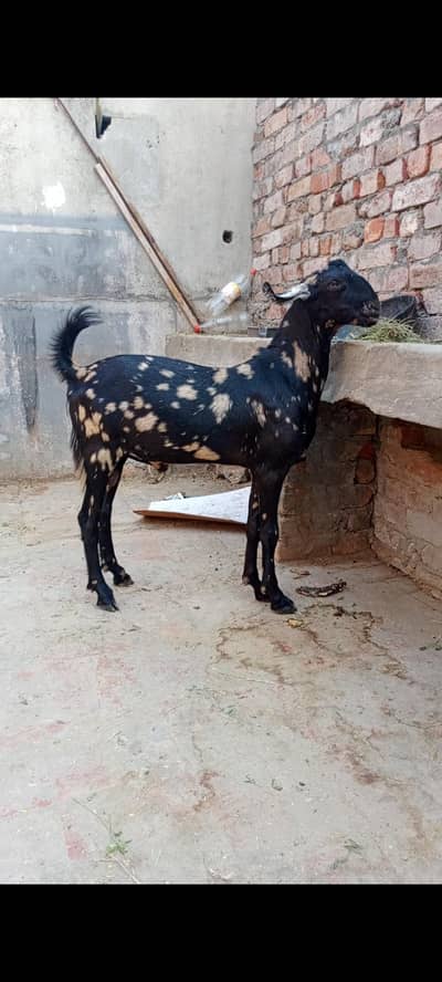 tedda for sale