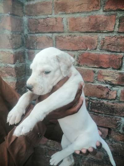 Gultair puppy