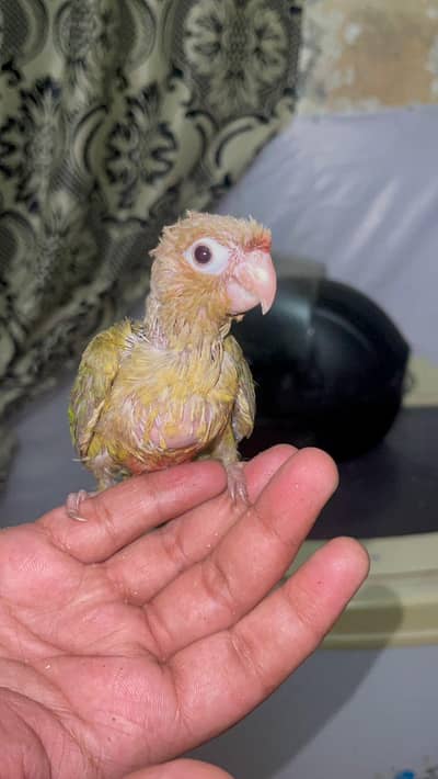 pineapple conure cover chick
