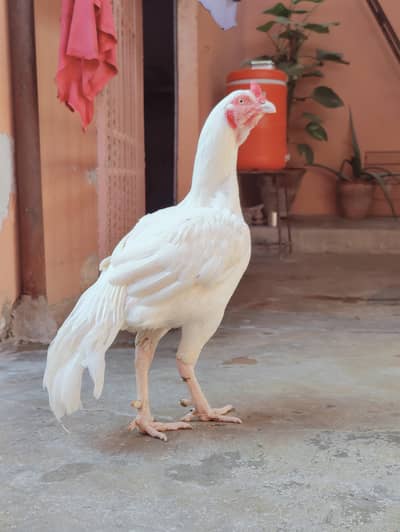 aseel heera male