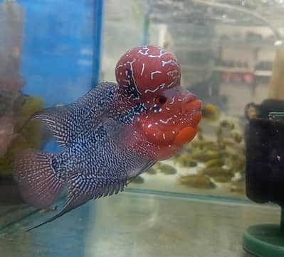 Fishes Available On Reasonable Rates, Contact On Whatsapp: 03705102067