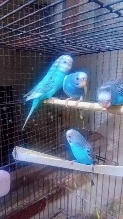 Australian parrots for sale