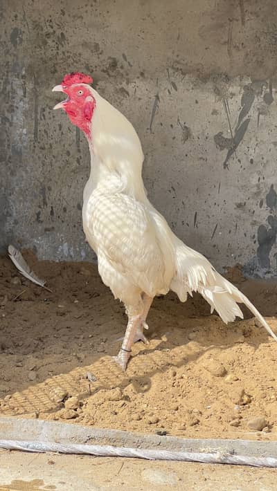 Aseel heera and ko shamo pair