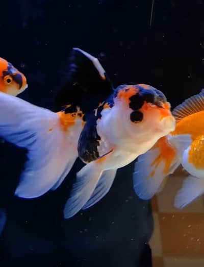 Fish and fish aquariums munasib price