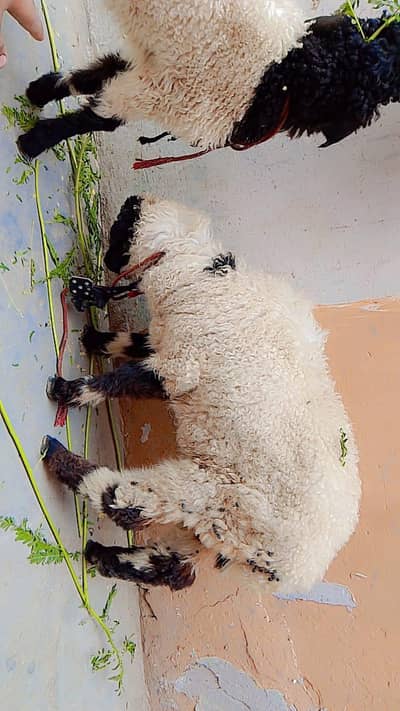 2sheeps available