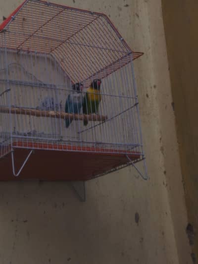 love birds