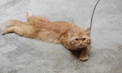 Persian Cat For Sale