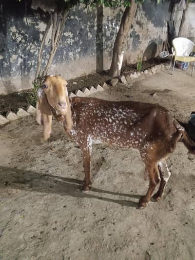 Makhi chini Pure Gaban 2months