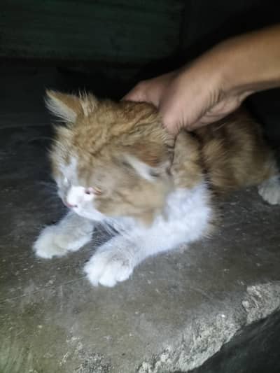 Cat For Sale Triple Coated