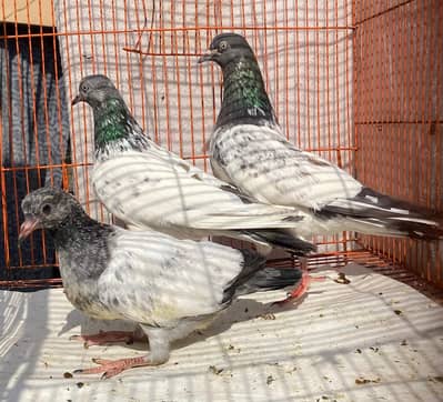 teddy Pigeons bredr pair with chik