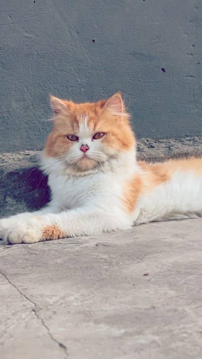 Persian Female Cat
