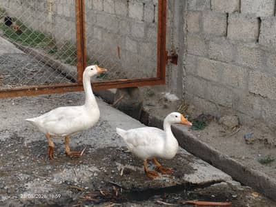 Duck , goose , Long neck duck