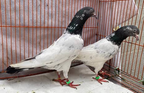sailkot bredr jora for sale