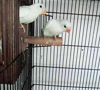 love bird albino black eye