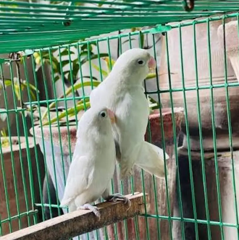 love bird albino black eye — photo 2