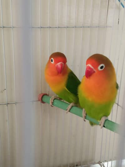 peach faced lovebirds