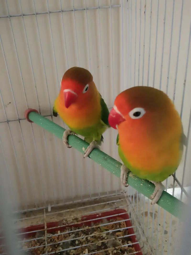 peach faced lovebirds — photo 2