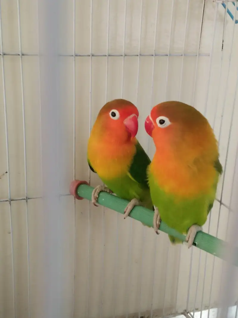 peach faced lovebirds — photo 3