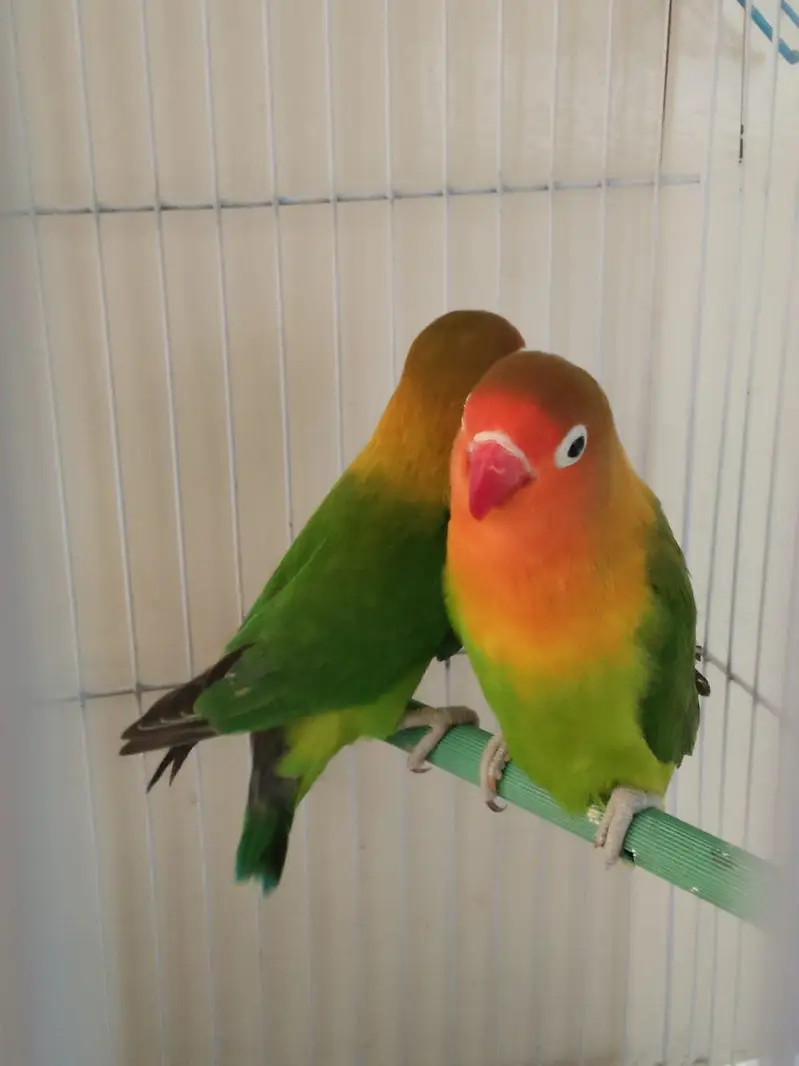 peach faced lovebirds — photo 4
