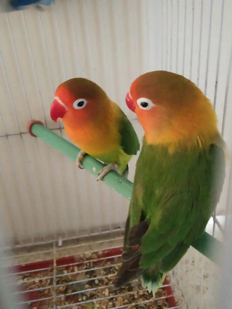 peach faced lovebirds — photo 5