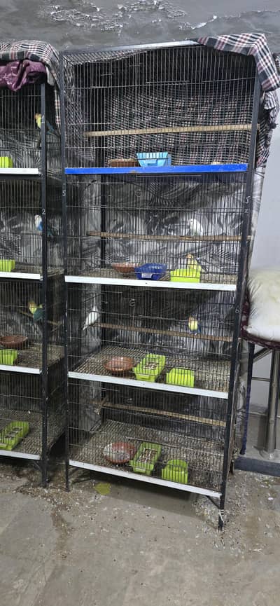 Birds Cage