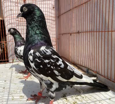 Rampuri bredr pair