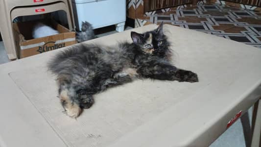 Persian punch face kittan