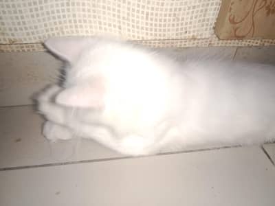 Persian Kitten For Sale