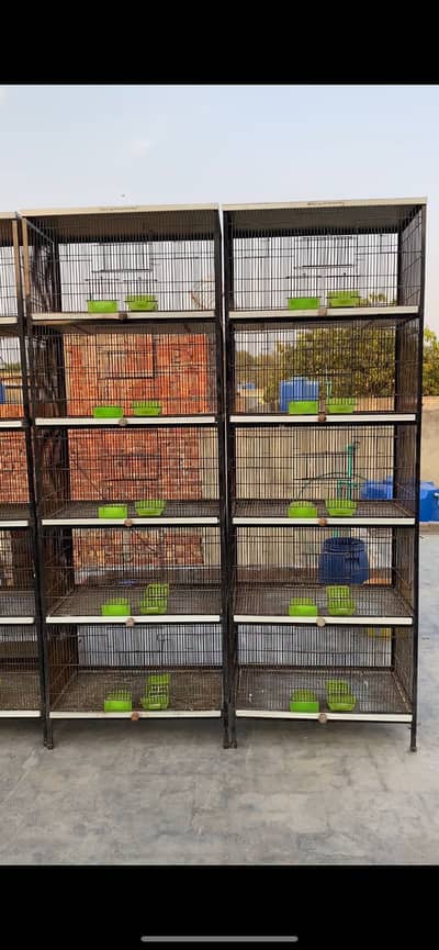 Cage / Birds Cage / Love Birds / Cocktail / Parrot