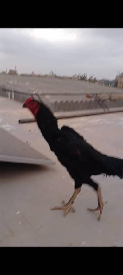 black German o shamo