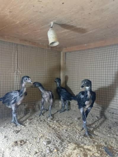 Aseel, Lovebirds,Jawa Sparrows,goldensebrihgt, white silkie, incubator