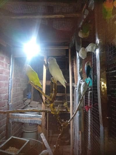 Aseel, Lovebirds,Jawa Sparrows,goldensebrihgt, white silkie, incubator