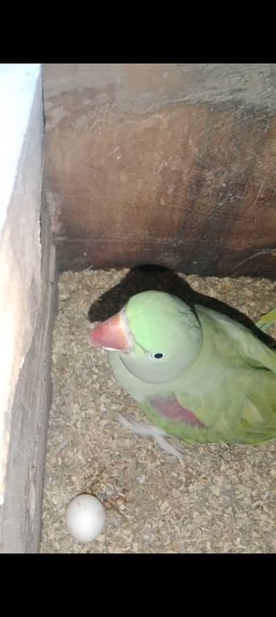 RAW KASHMIRI PAIR UR GREEN CHICK CONURE PAIR