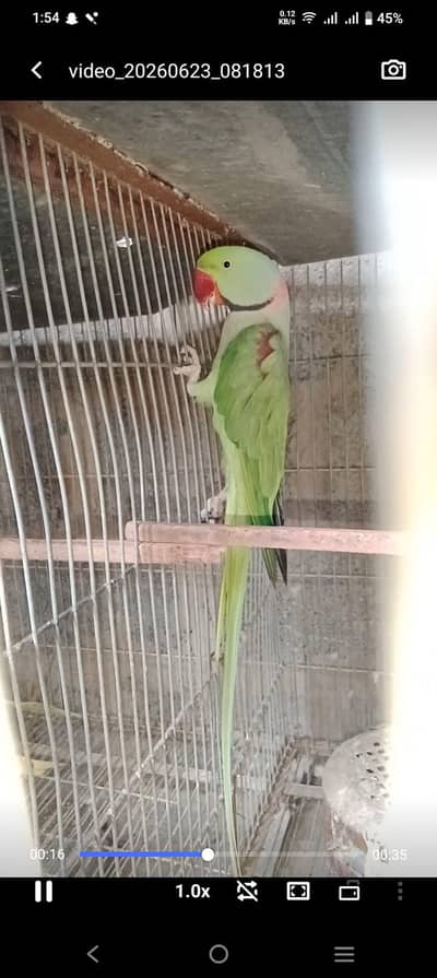 KASHMIRI RAW PAIR FULL JUMBO SIZE MAIN UR GREEN CHICK CONURE PAIR