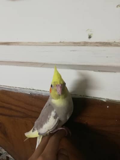 Hand-Tame & Indoor Fly-Tame Cockatiels /exchange possible.