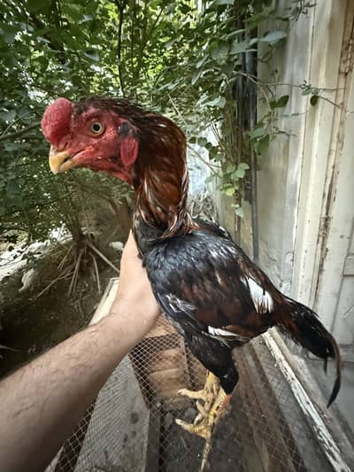 Indian Parrot Beak cross