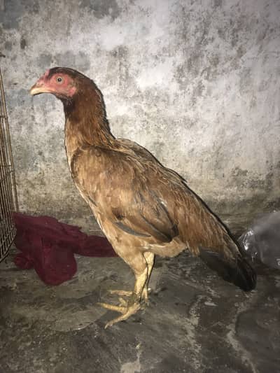 Original Aseel murgi breeder for sale