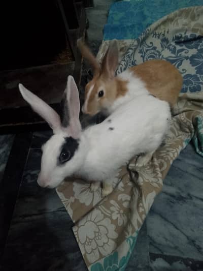 2 rabbits 03244134341