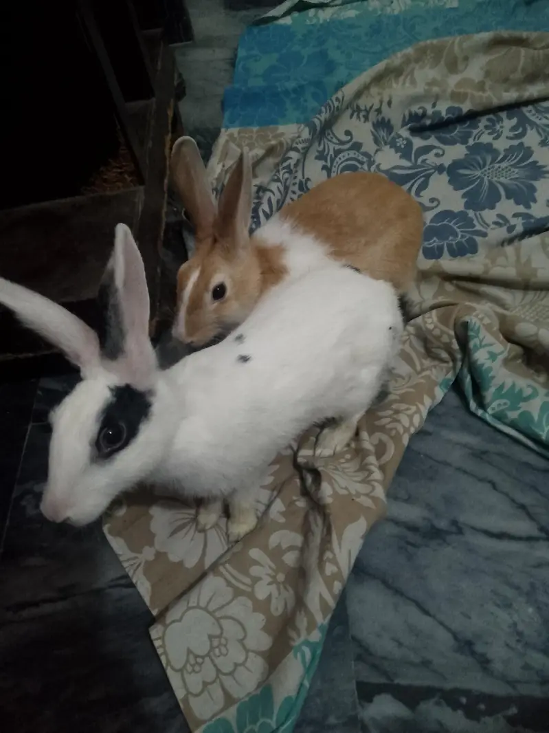 2 rabbits 03244134341 — photo 2