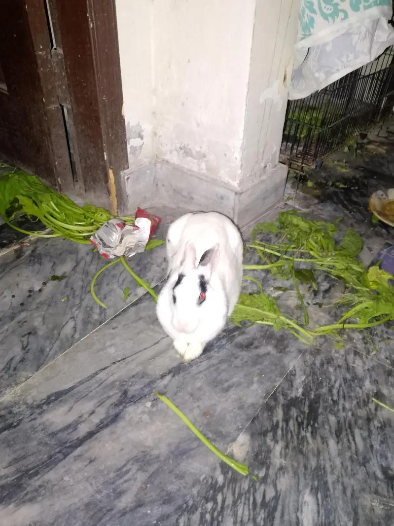 2 rabbits 03244134341 — photo 3