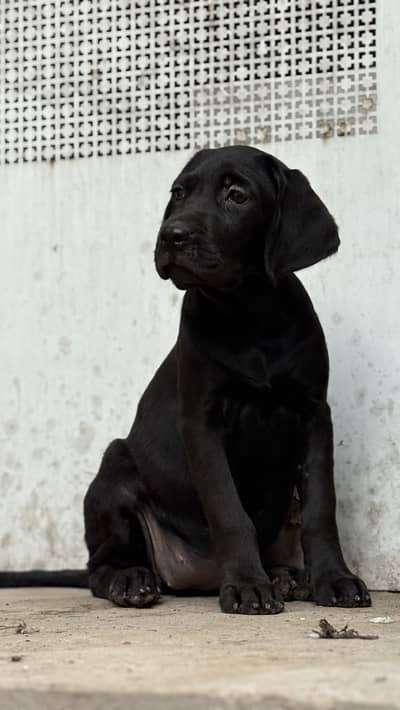 labradour female pup